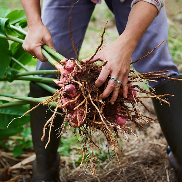 Galangal being harvested