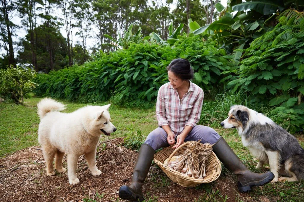 Palisa's dogs watching Palisa as she gathers her galangal