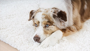 Australian shepherd laying on a rug